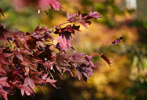 A close up of a Japanese maple plant with red leaves